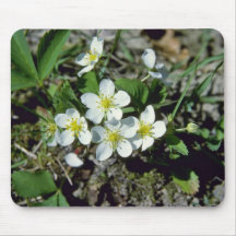 fresa americana blanca (Fragaria Vesca Var. Ame Alfombrilla De Raton