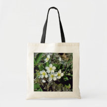 fresa americana blanca (Fragaria Vesca Var. Ame Bolsa