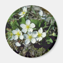 fresa americana blanca (Fragaria Vesca Var. Ame Iman De Frigorífico