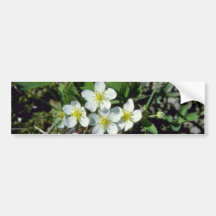 fresa americana blanca (Fragaria Vesca Var. Ame Etiqueta De Parachoque