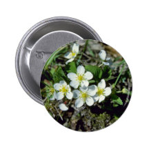 fresa americana blanca (Fragaria Vesca Var. Ame Pin