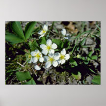 fresa americana blanca (Fragaria Vesca Var. Ame Posters