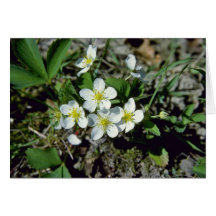 fresa americana blanca (Fragaria Vesca Var. Ame Tarjeta