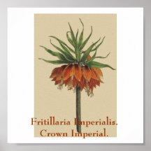 Fritillaria Imperialis. Imperial de corona Poster