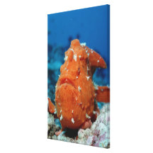 Frogfish gigante que muestra su señuelo de la pesc impresiones en lienzo estiradas