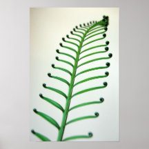 Fronda del helecho poster