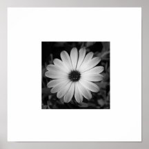 Frontera del blanco de la margarita de B&W Poster