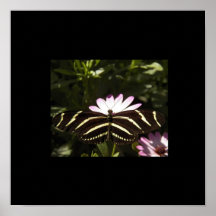 Frontera del negro de la mariposa de la cebra posters