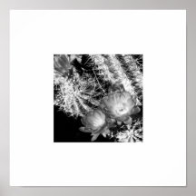 Frontera floreciente del blanco del cactus de B&W Posters
