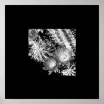 Frontera negra floreciente del cactus de B&W Poster