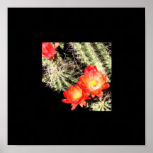 Frontera negra floreciente del cactus impresiones