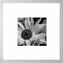 Frontera salvaje del blanco del girasol de B&W Poster