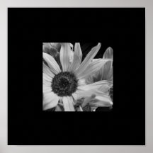 Frontera salvaje del negro del girasol de B&W Posters