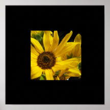 Frontera salvaje del negro del girasol posters