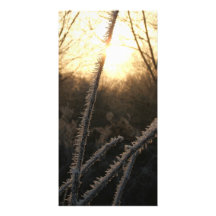 Frost Plantilla Para Tarjeta De Foto