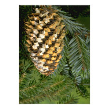 Fruta de árbol de abeto (abies especie) comunicados personales 