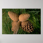 Fruta de árbol de pino de echada (rigida del pinus posters