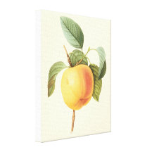 Fruta de la comida del vintage, Calville Apple por Impresión En Lienzo Estirada