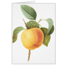 Fruta de la comida del vintage, Calville Apple por Tarjetas