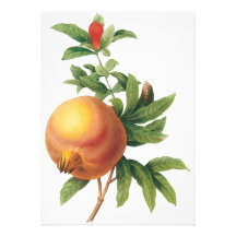 Fruta de la comida del vintage, granada por Redout Invitación Personalizada