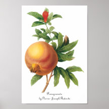 Fruta de la comida del vintage, granada por Redout Posters