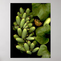 Frutas-042 Posters