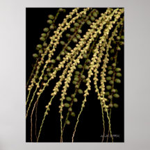 Frutas-069 Poster