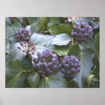 Frutas de la hiedra poster