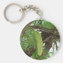 Frutas de la vaina en árbol llaveros