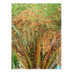 Frutas de palmera tarjeta postal
