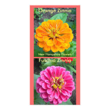 Fucsia Zinnia-5-20-09, Zinnia-7-07 anaranjado oscu Tarjeta Fotográfica