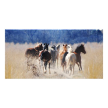 Funcionamiento de los caballos salvajes tarjeta fotográfica personalizada
