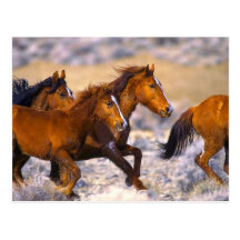Funcionamiento de los caballos tarjetas postales