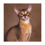 funny_cat_facial_expression_13 impresiones en lienzo estiradas