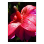 Fuschia simple felicitaciones