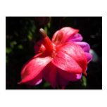 Fuschia simple tarjeta postal