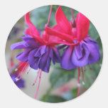 Fuschias fabuloso pegatinas