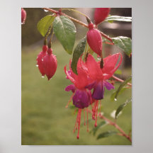 Fuscia empapado por la lluvia posters