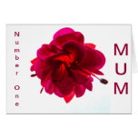 FUSHIA FELICITACIONES