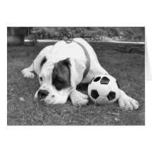 Fútbol blanco del boxeador tarjeton