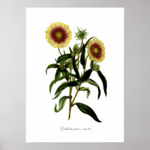 Gaillardia Poster