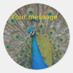 Galas del withPeacock del PEGATINA pegatinas