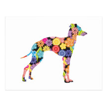 Galgo italiano postales