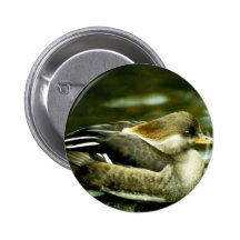 Gallina del pollo de agua encapuchado pins