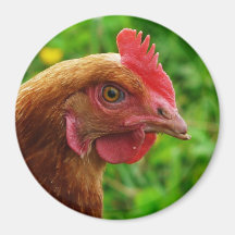 Gallina del rojo de Rhode Island Imán De Nevera