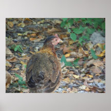 gallina o aves poster