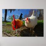 gallina y gallo impresiones
