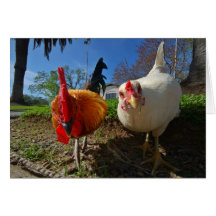 gallina y gallo tarjeton
