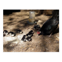 Gallina y postal de los polluelos del bebé