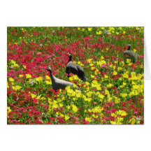 Gallinas de Guinea en los Wildflowers, primaveras  Tarjetas